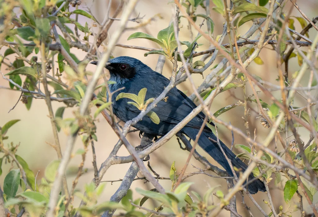蓝嘲鸫(Melanotis caerulescens)