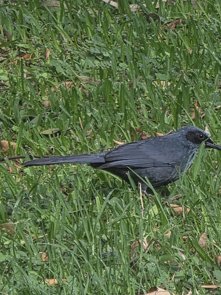 蓝嘲鸫(Melanotis caerulescens)