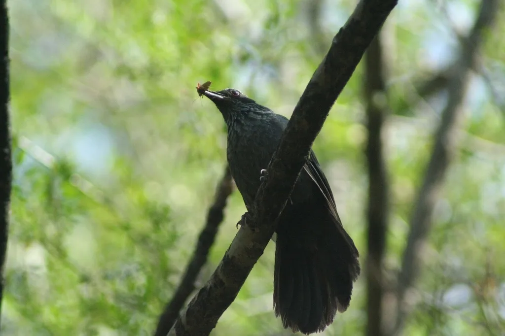 蓝嘲鸫(Melanotis caerulescens)