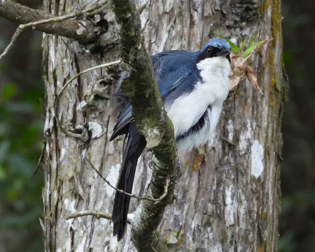 蓝白嘲鸫(Melanotis hypoleucus)