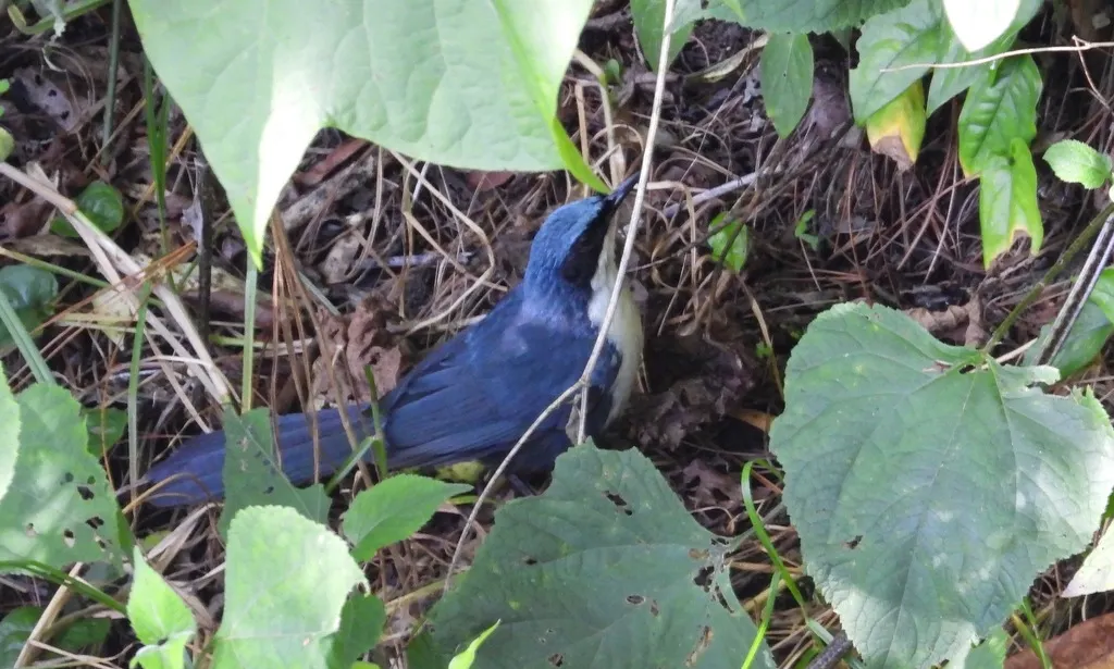 蓝白嘲鸫(Melanotis hypoleucus)