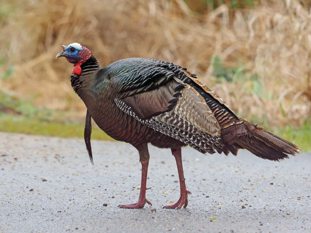 火鸡(Meleagris gallopavo)