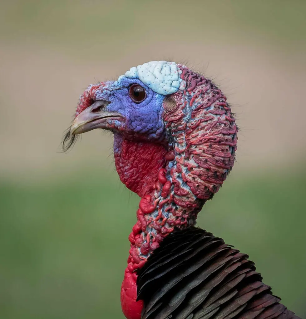 火鸡(Meleagris gallopavo)