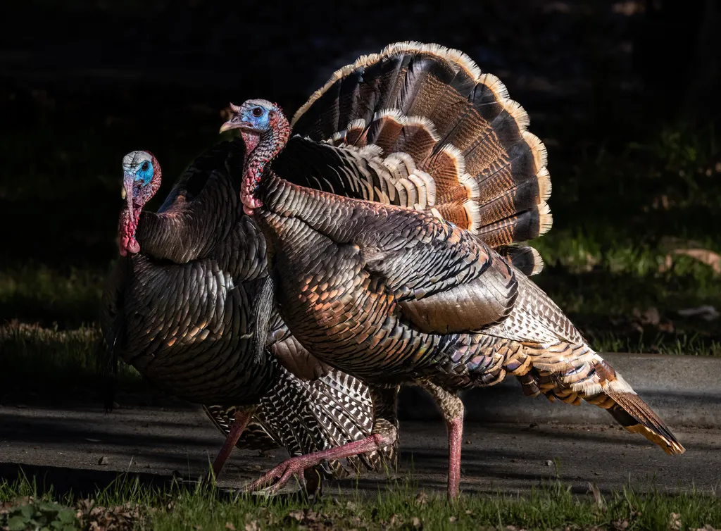 火鸡(Meleagris gallopavo)