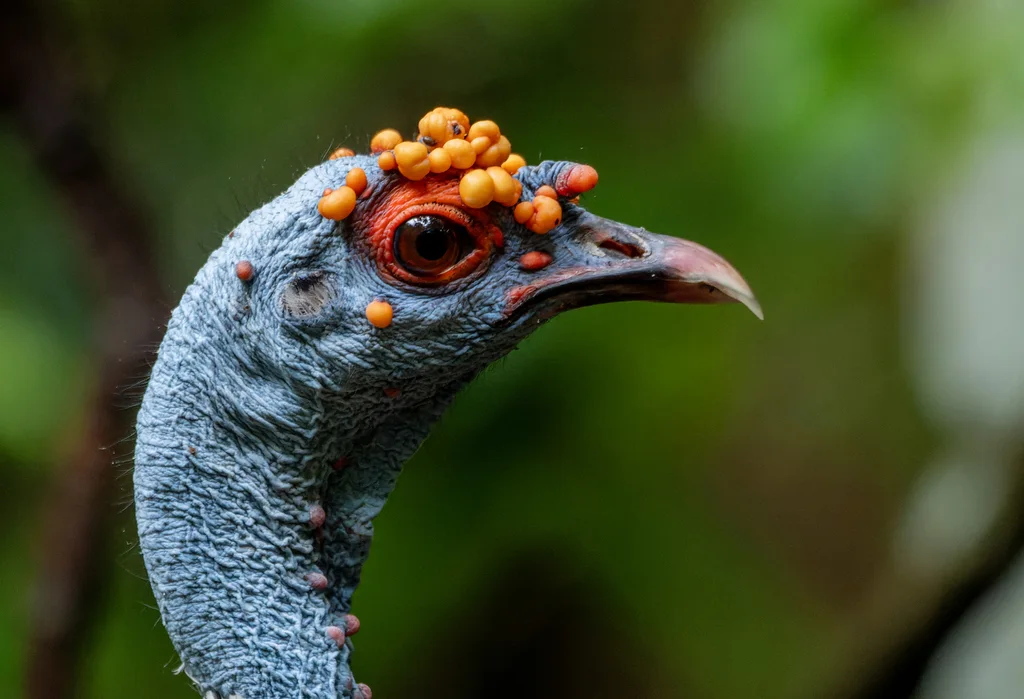 眼斑火鸡(Meleagris ocellata)