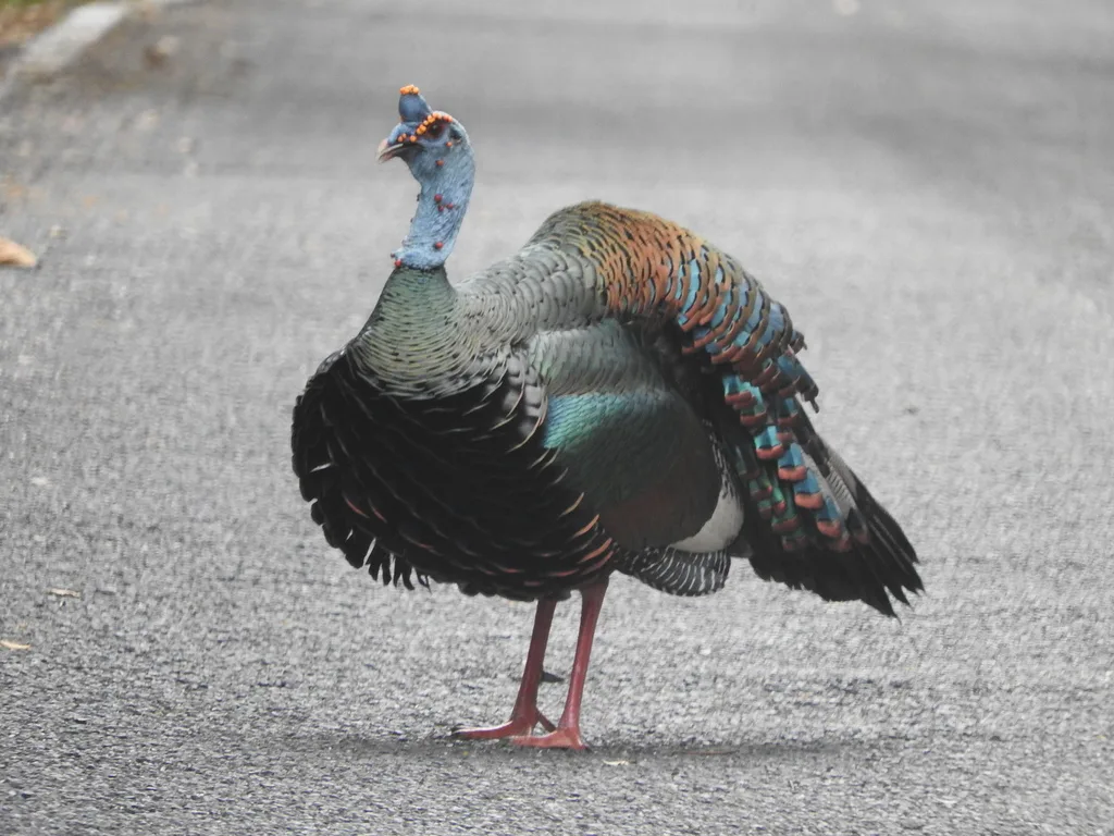 眼斑火鸡(Meleagris ocellata)