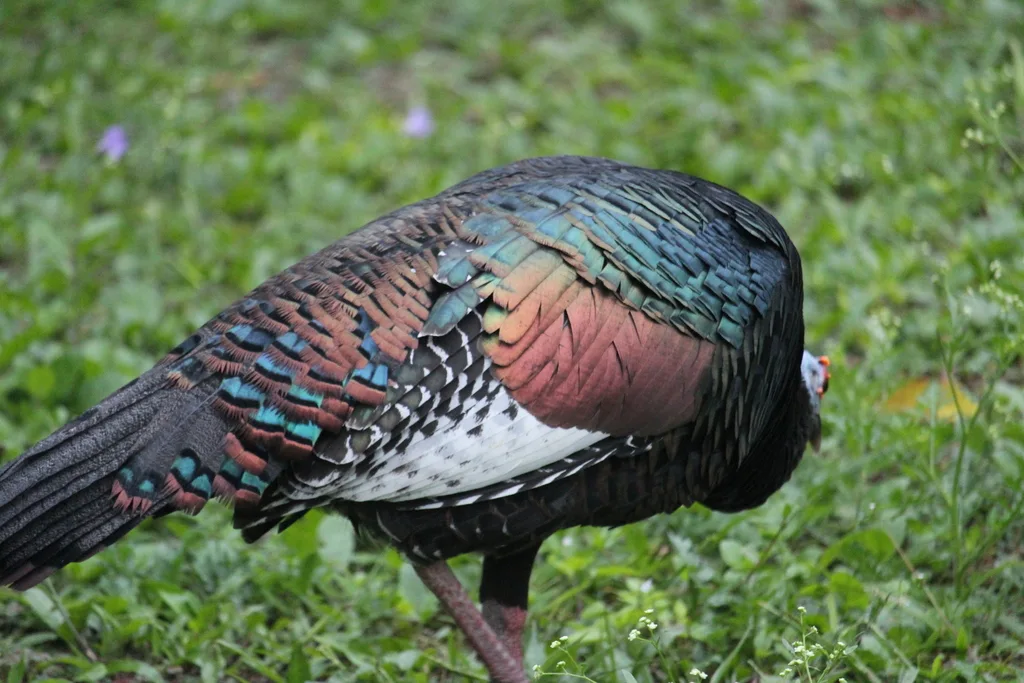 眼斑火鸡(Meleagris ocellata)