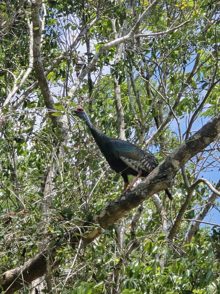 眼斑火鸡(Meleagris ocellata)