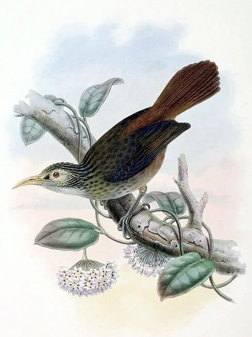 圣克里吸蜜鸟(Meliarchus sclateri)