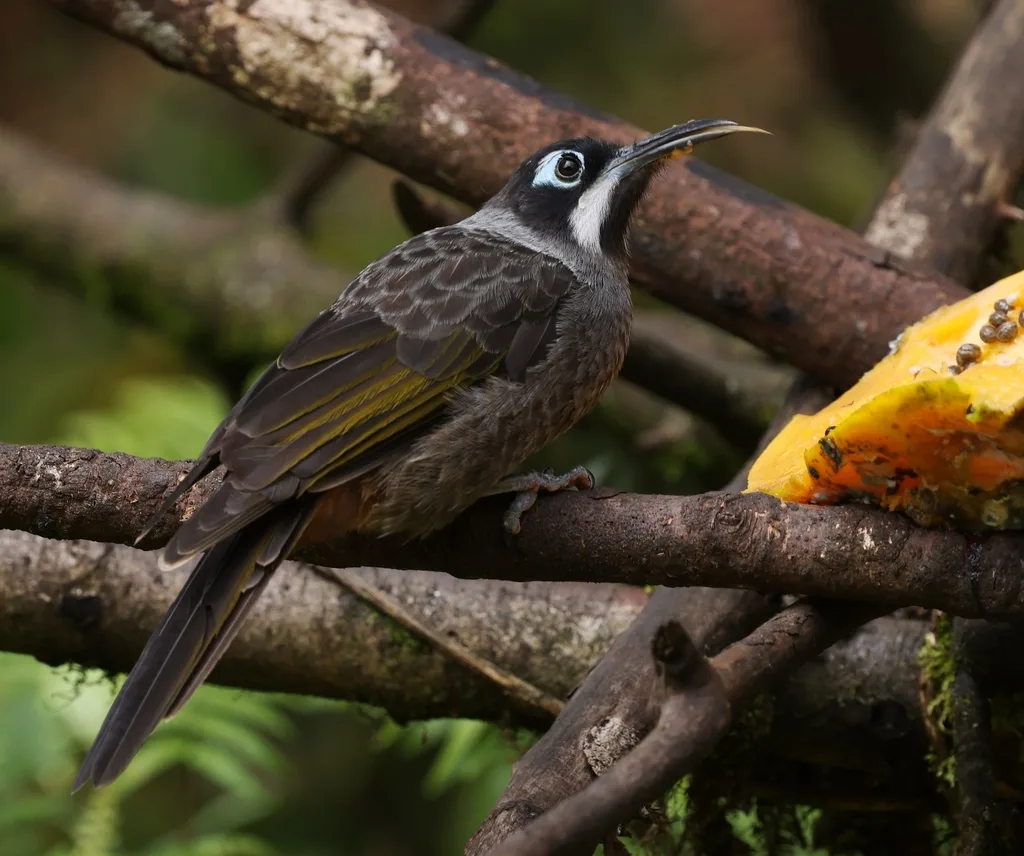 博氏寻蜜鸟(Melidectes belfordi)