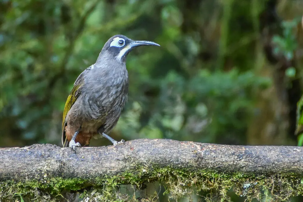 博氏寻蜜鸟(Melidectes belfordi)
