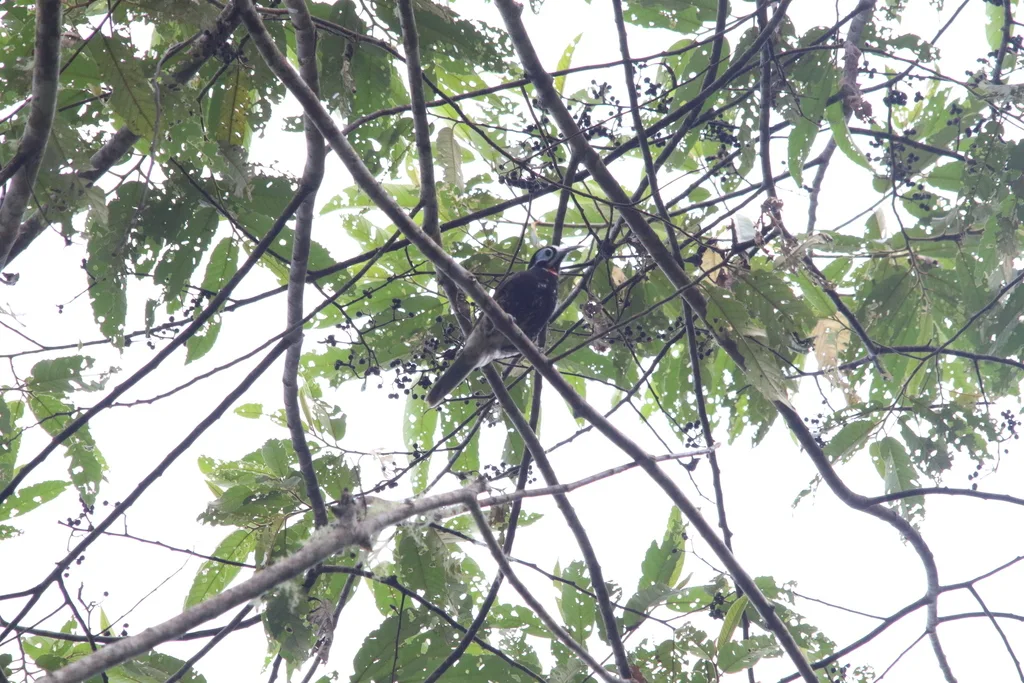 白额寻蜜鸟(Melidectes leucostephes)