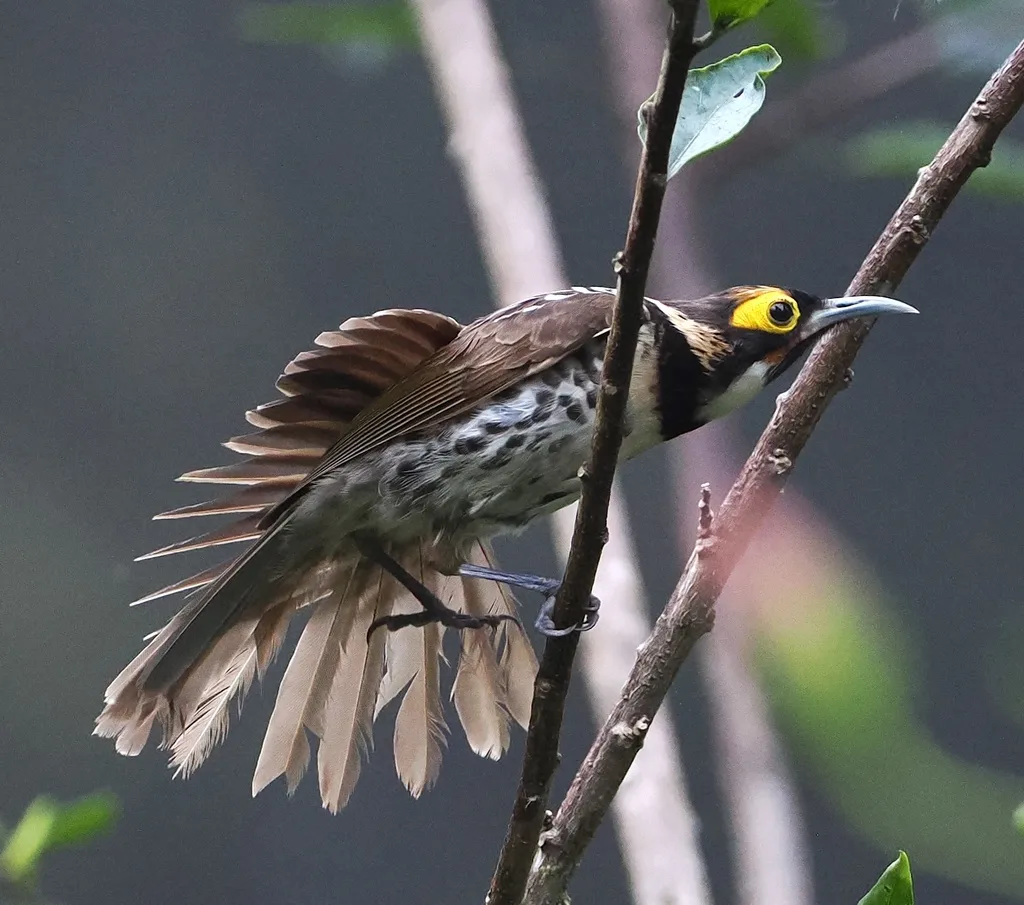 棕胸寻蜜鸟(Melidectes torquatus)