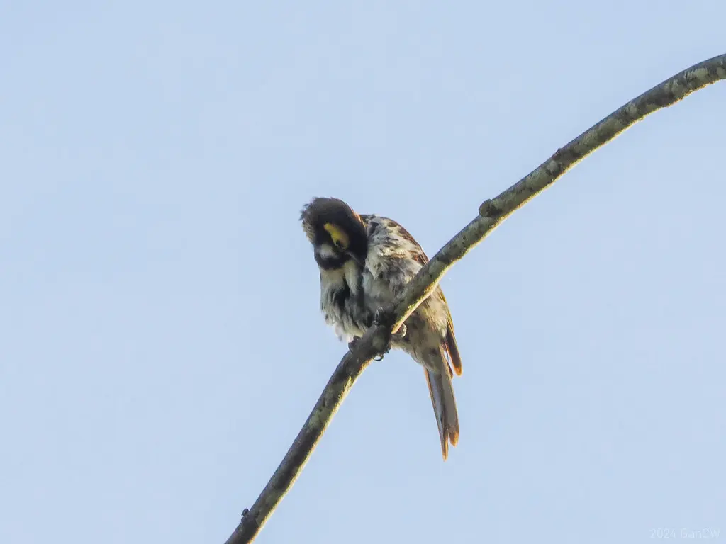 棕胸寻蜜鸟(Melidectes torquatus)