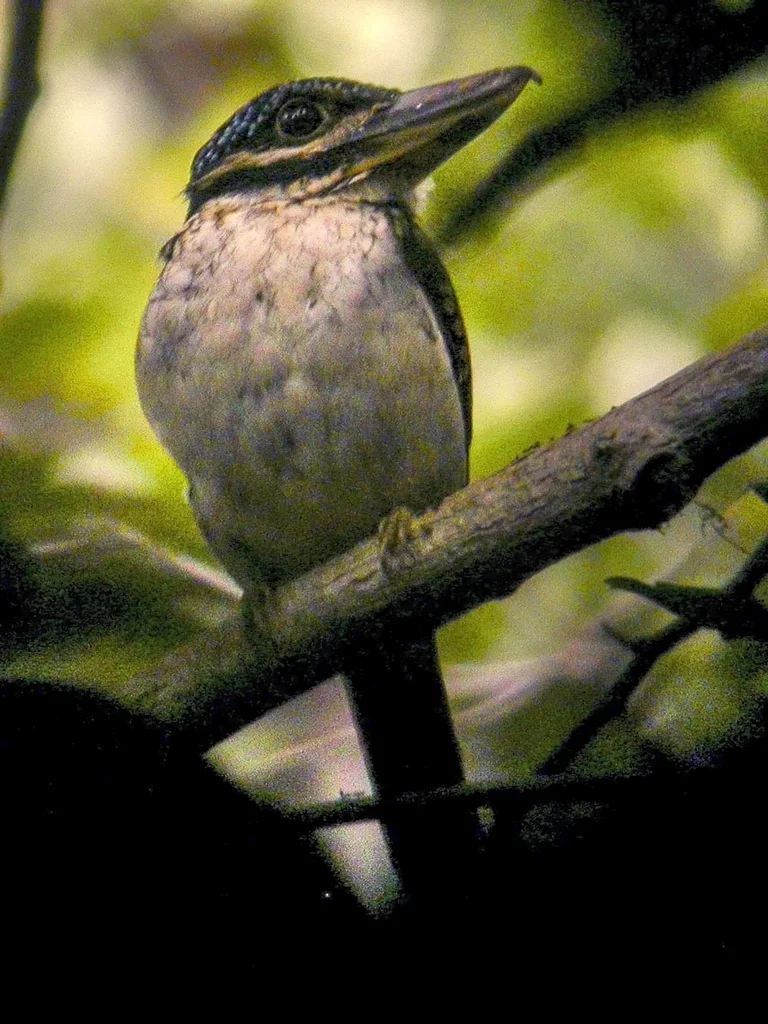 钩嘴翠鸟(Melidora macrorrhina)