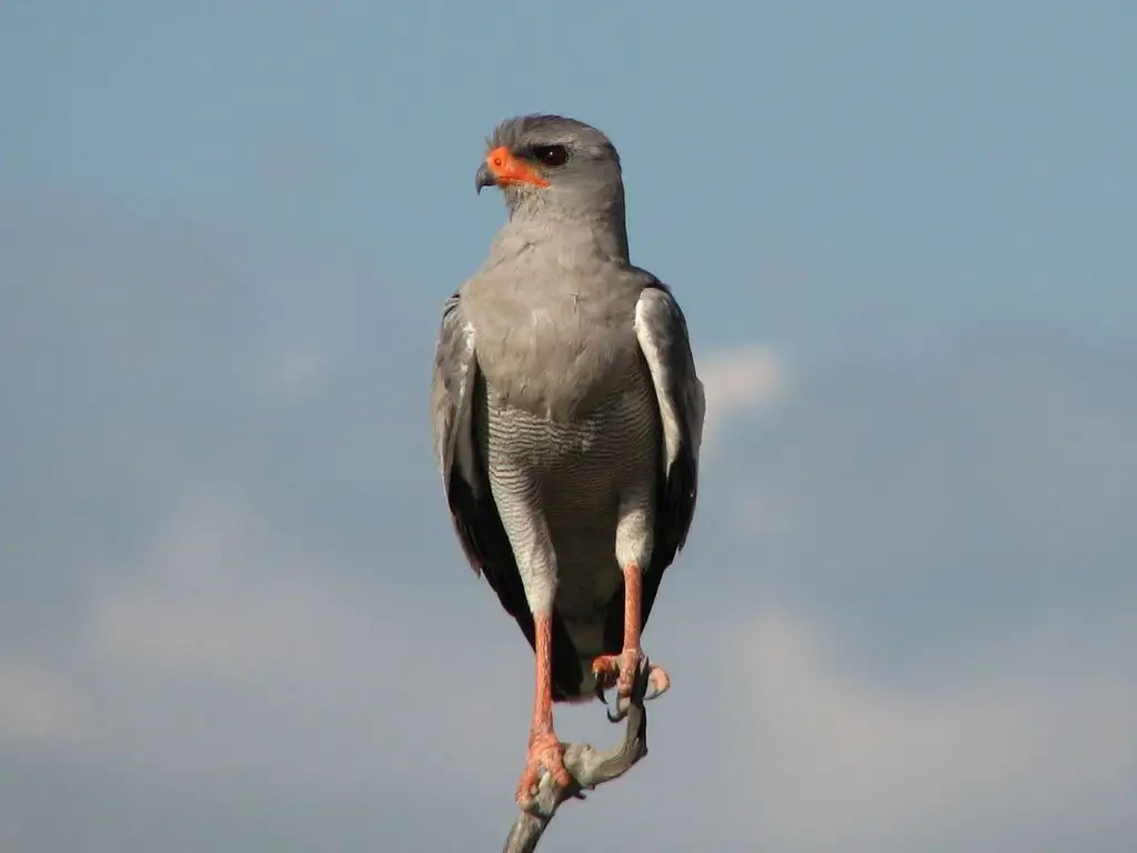 淡色歌鹰(Melierax canorus)