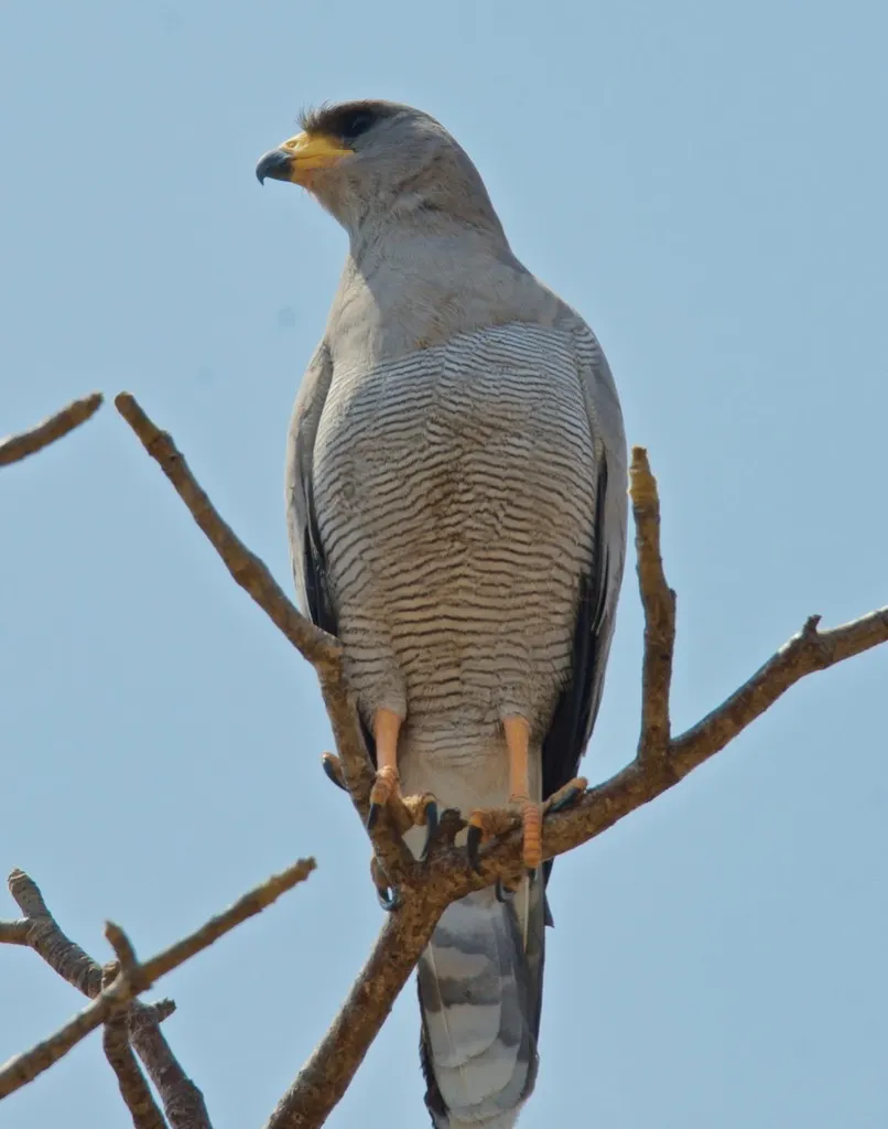 灰歌鹰（Melierax poliopterus）