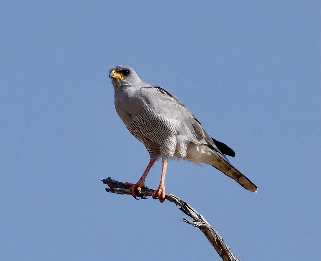 灰歌鹰（Melierax poliopterus）