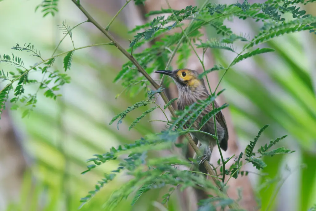 黄脸肉垂吸蜜鸟(Meliphacator provocator)