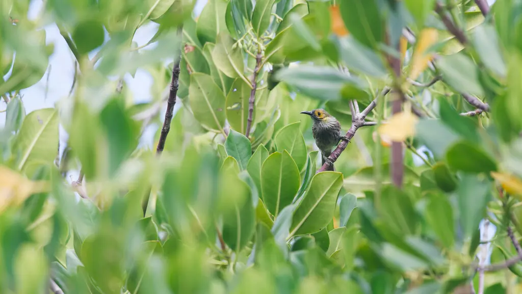 黄脸肉垂吸蜜鸟(Meliphacator provocator)