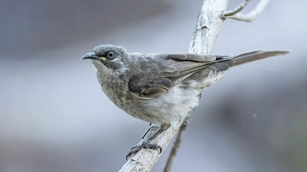 白纹吸蜜鸟(Meliphaga albilineata)
