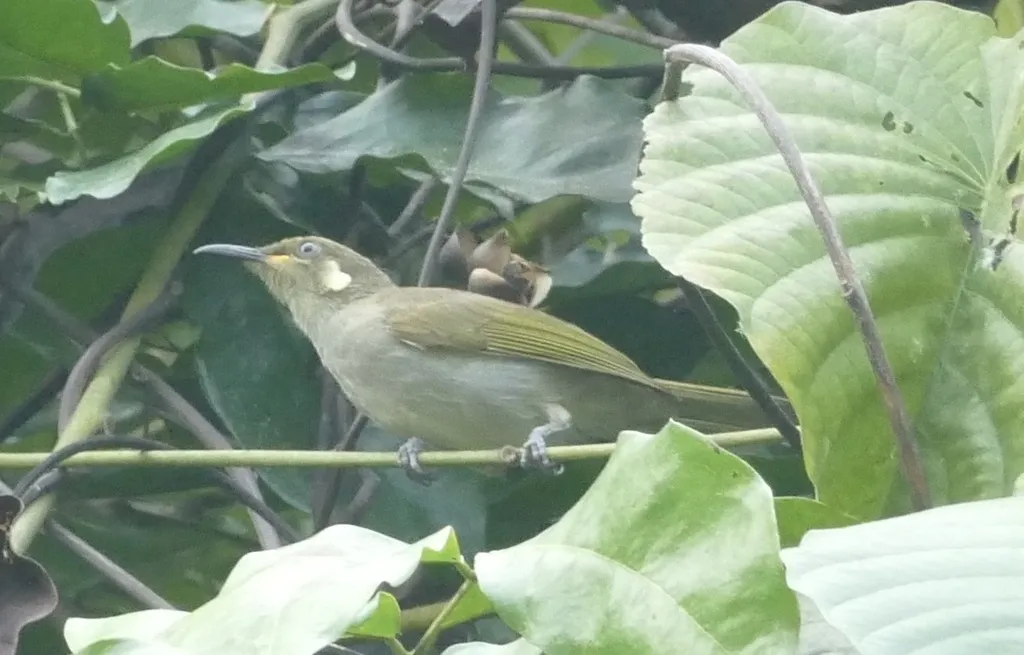 效鸣吸蜜鸟(Meliphaga analoga)