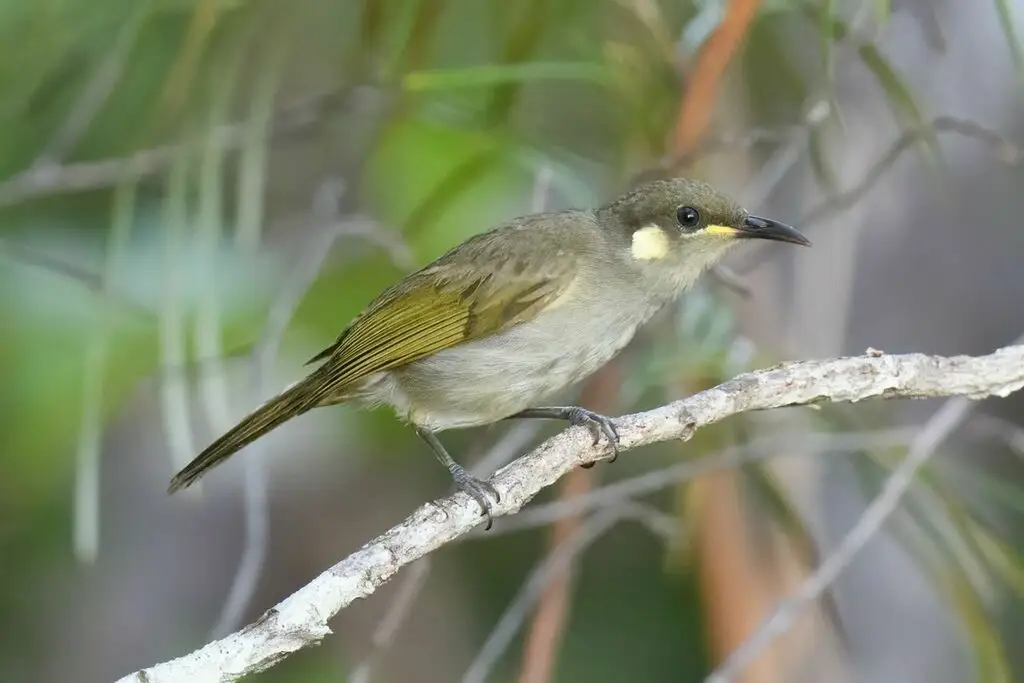 细嘴吸蜜鸟(Meliphaga gracilis)