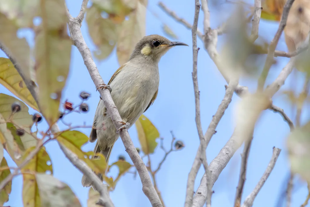 细嘴吸蜜鸟(Meliphaga gracilis)
