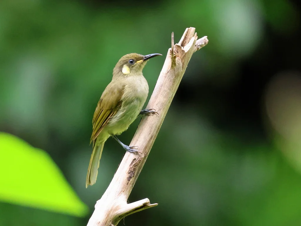 隐吸蜜鸟(Meliphaga imitatrix)
