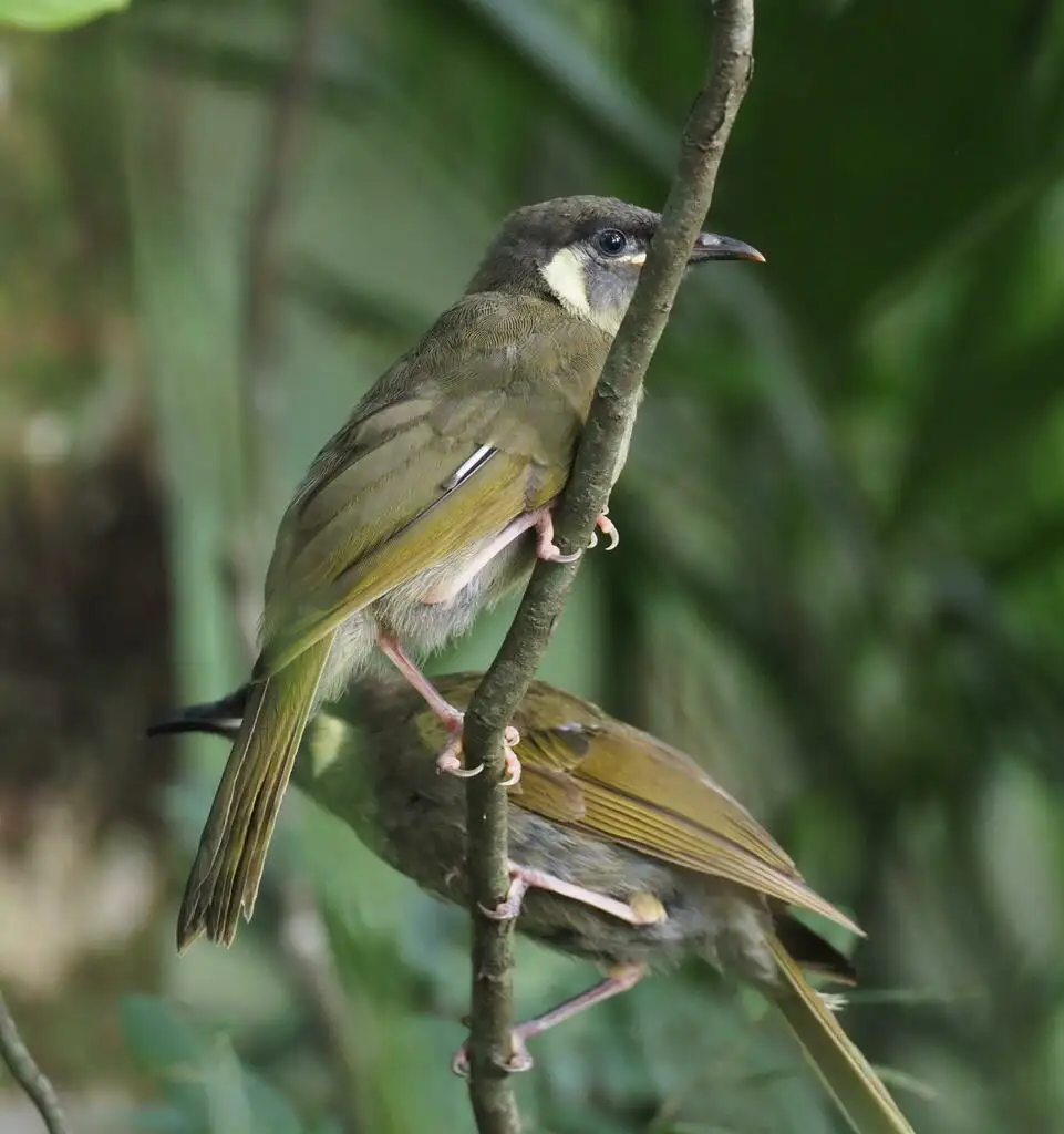 利氏吸蜜鸟(Meliphaga lewinii)
