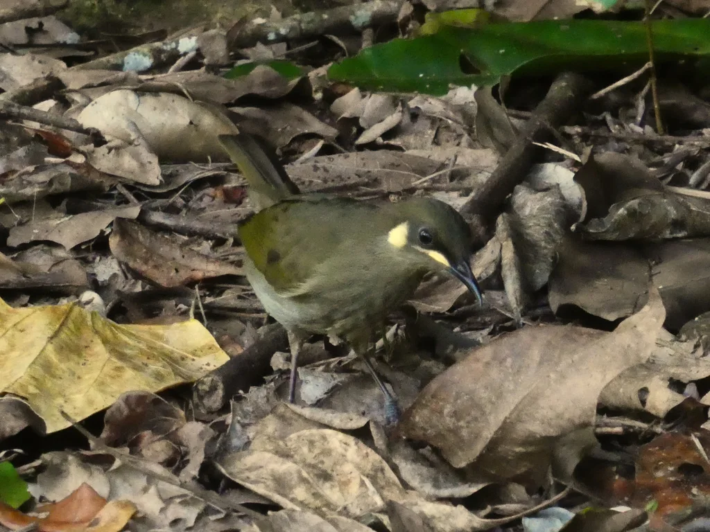 黄斑吸蜜鸟(Meliphaga notata)