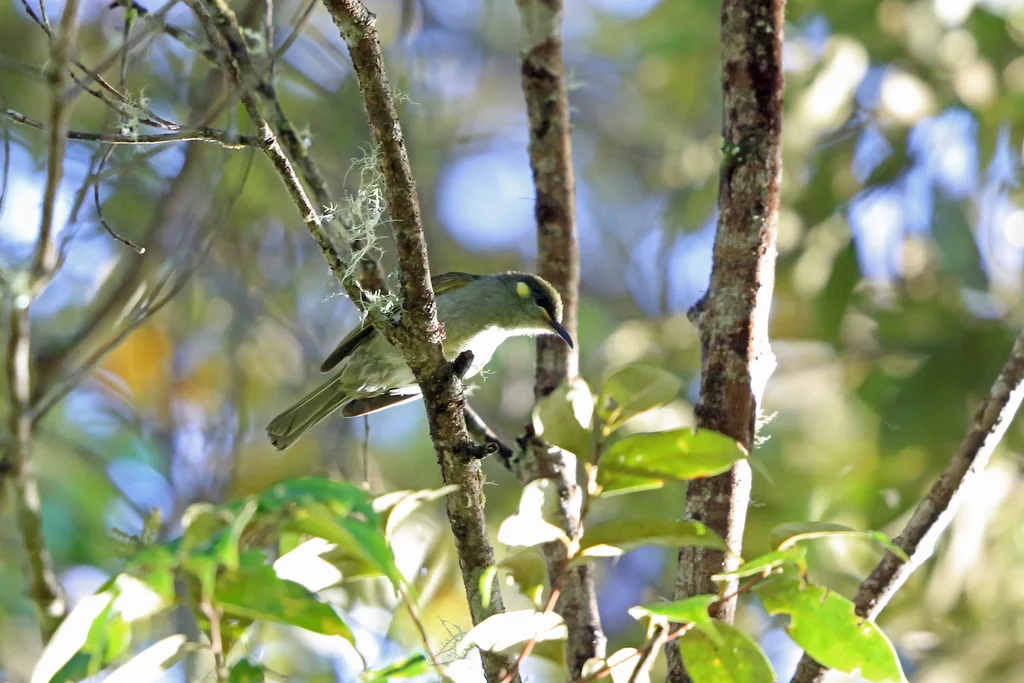 山林吸蜜鸟(Meliphaga orientalis)