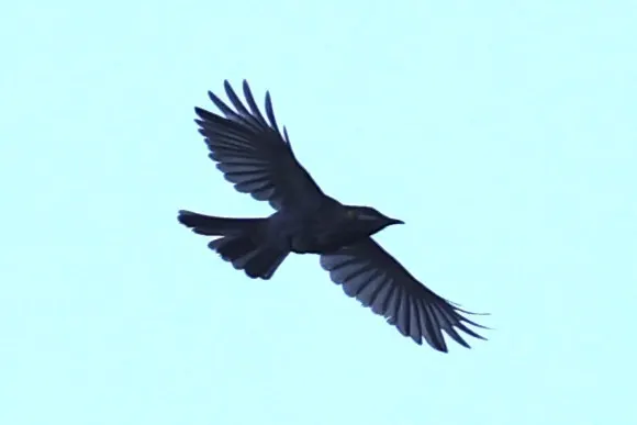 纹胸吸蜜鸟(Meliphaga reticulata)
