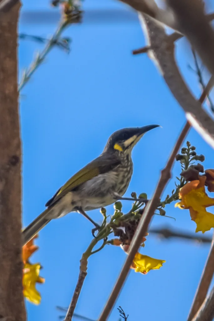 纹胸吸蜜鸟(Meliphaga reticulata)