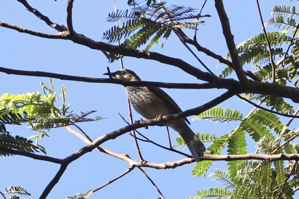 纹胸吸蜜鸟(Meliphaga reticulata)