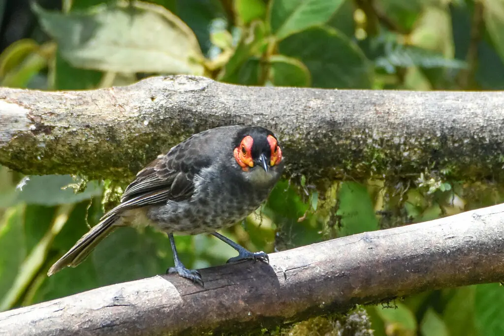 烟色饮蜜鸟(Melipotes fumigatus)