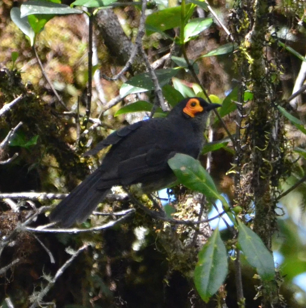 烟色饮蜜鸟(Melipotes fumigatus)