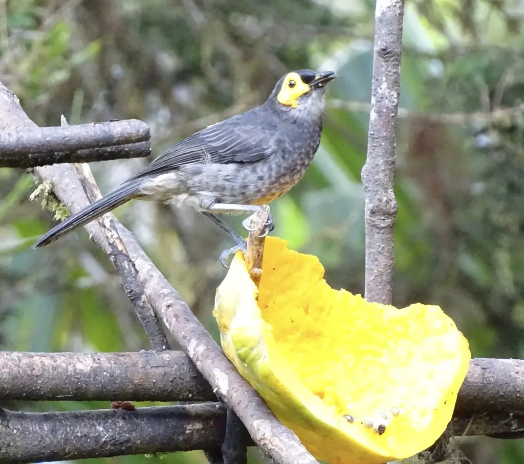 烟色饮蜜鸟(Melipotes fumigatus)