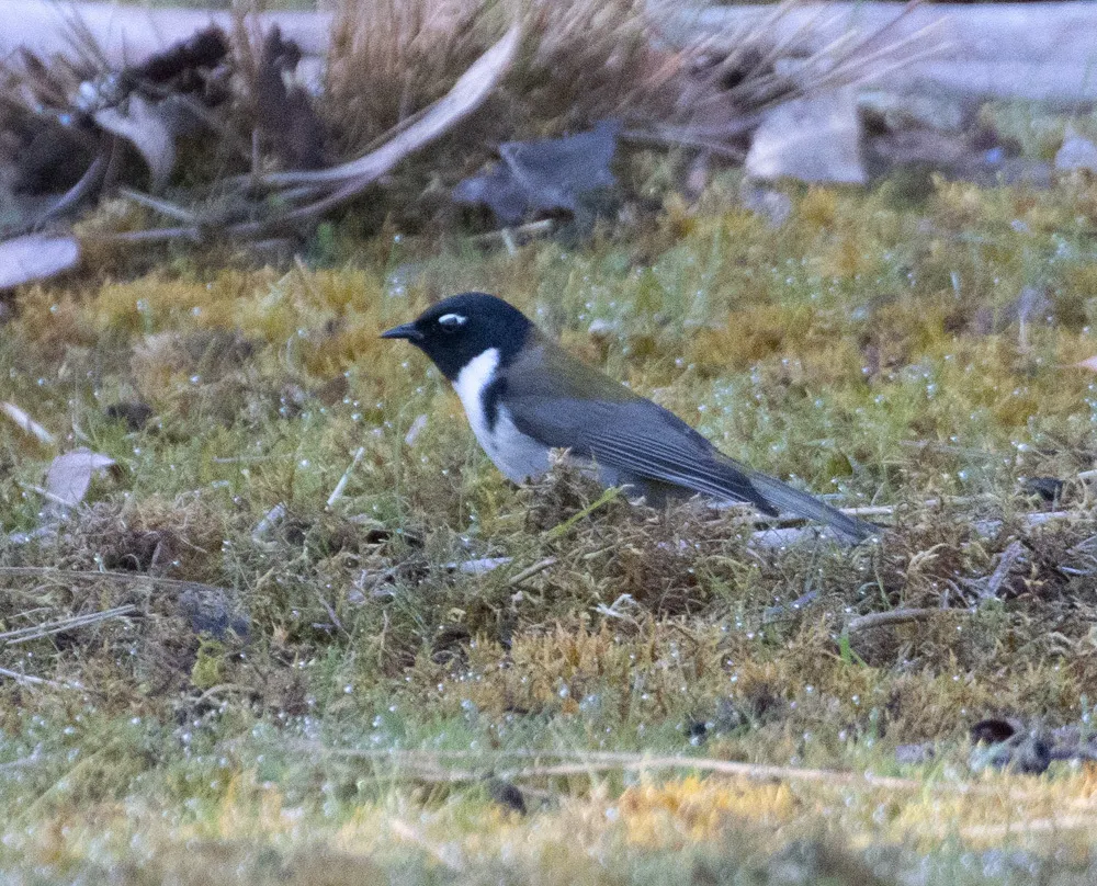 黑头抚蜜鸟(Melithreptus affinis)