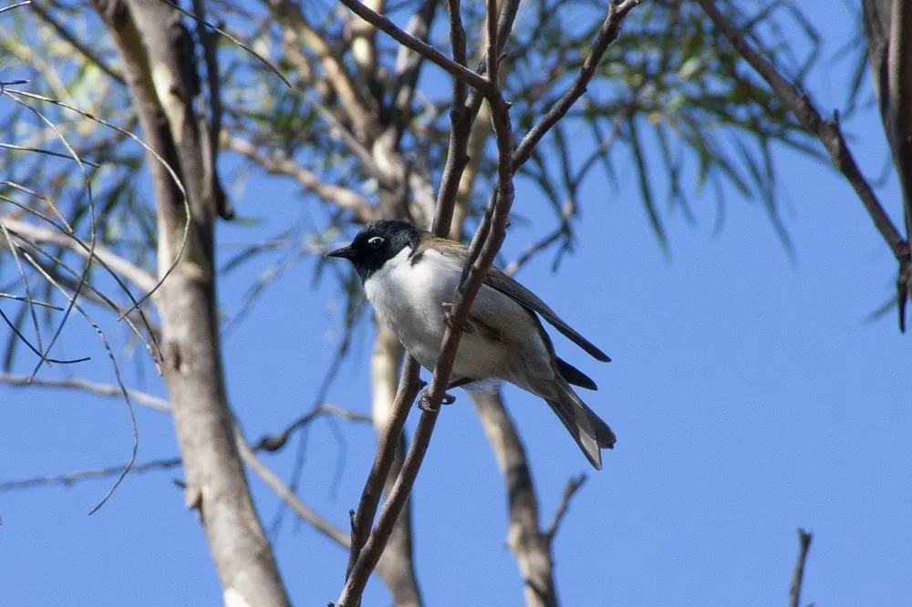 黑头抚蜜鸟(Melithreptus affinis)
