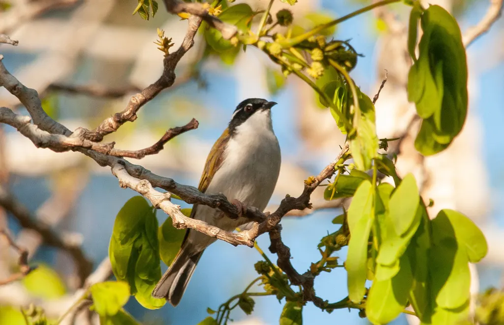 白喉抚蜜鸟(Melithreptus albogularis)