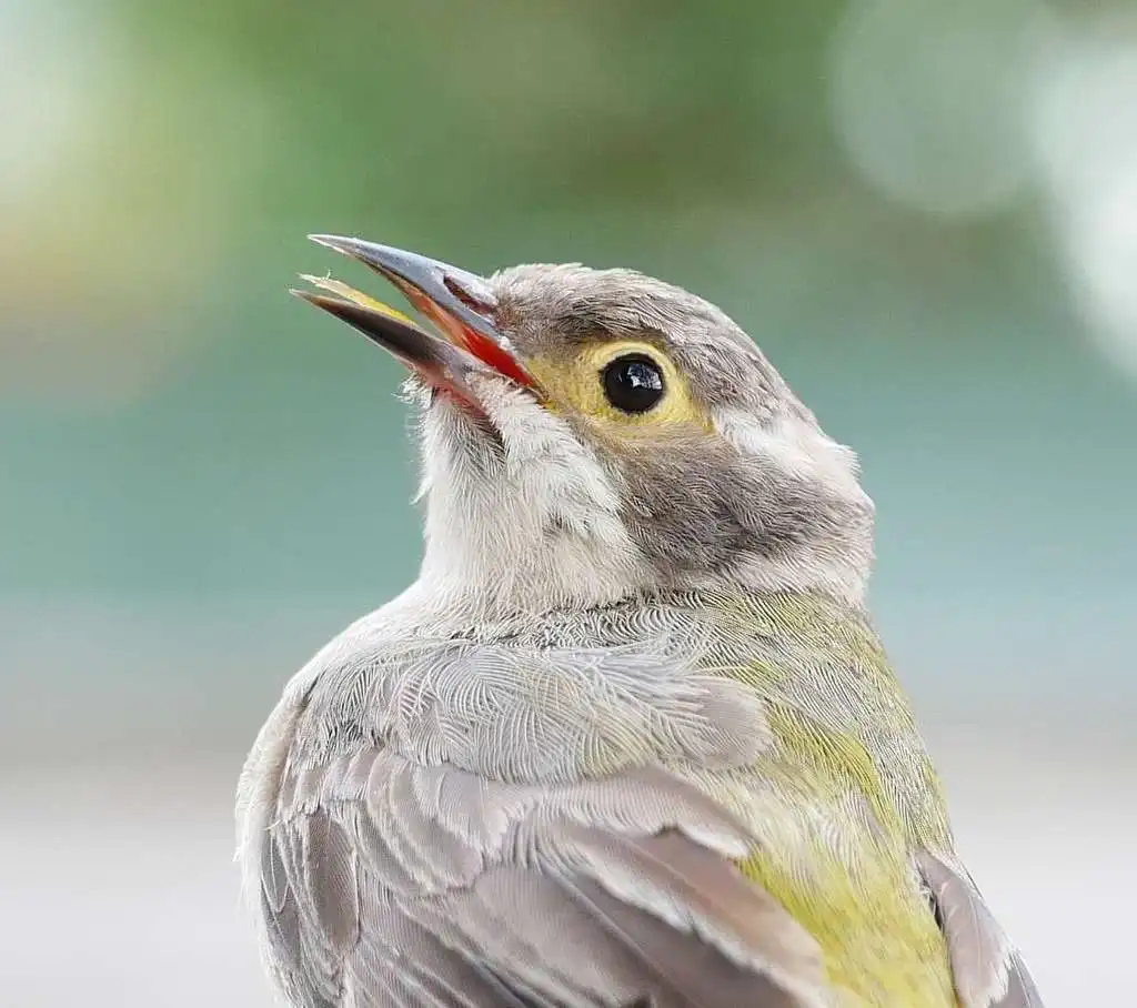 褐头抚蜜鸟(Melithreptus brevirostris)
