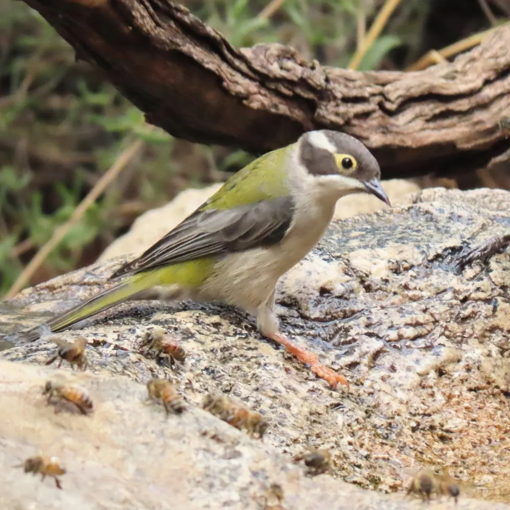 褐头抚蜜鸟(Melithreptus brevirostris)