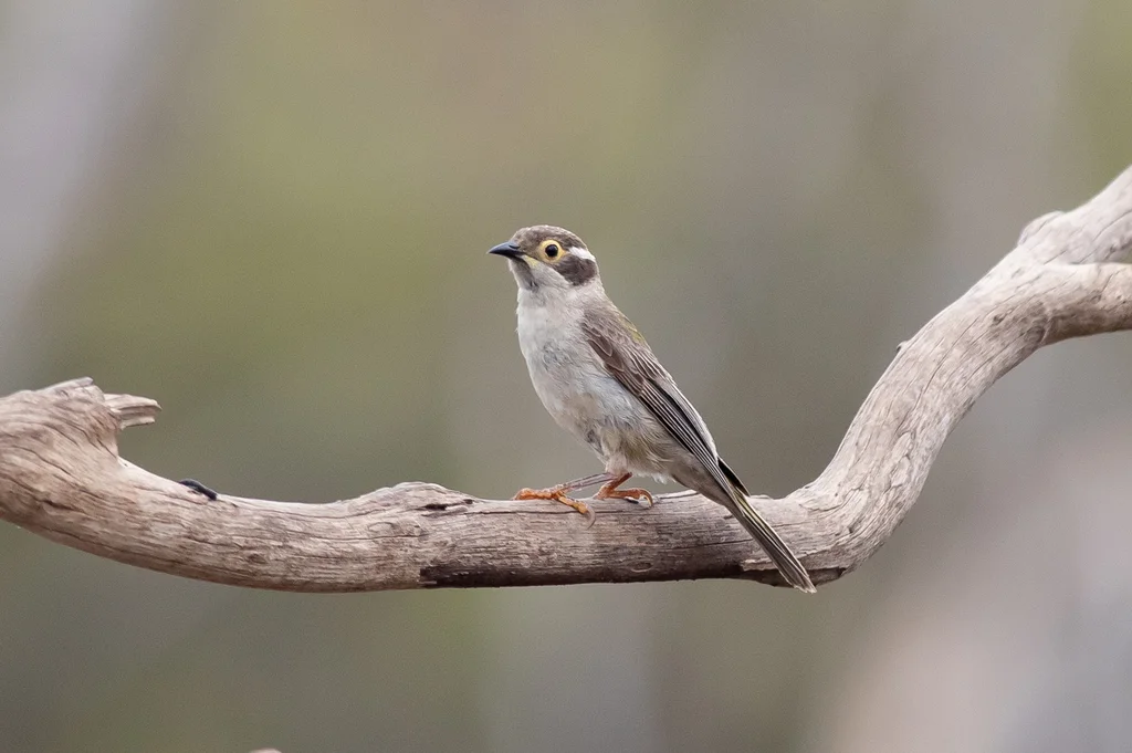 褐头抚蜜鸟(Melithreptus brevirostris)