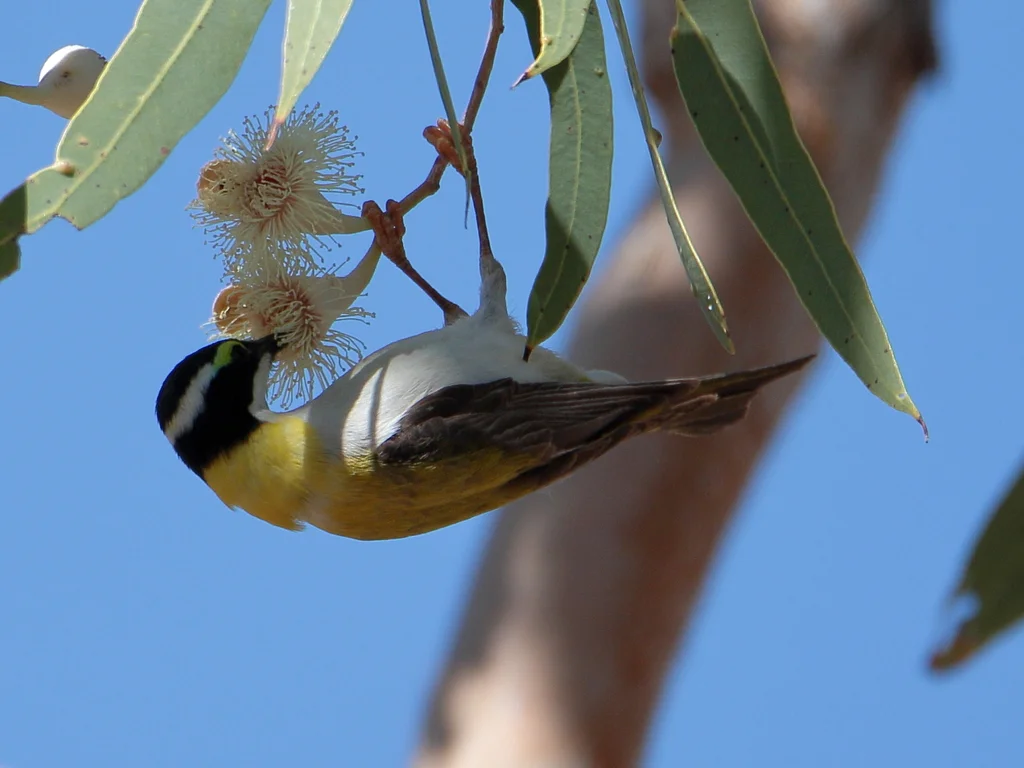 黑颏抚蜜鸟(Melithreptus gularis)