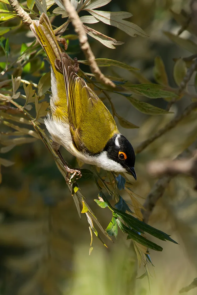 白颈抚蜜鸟(Melithreptus lunatus)