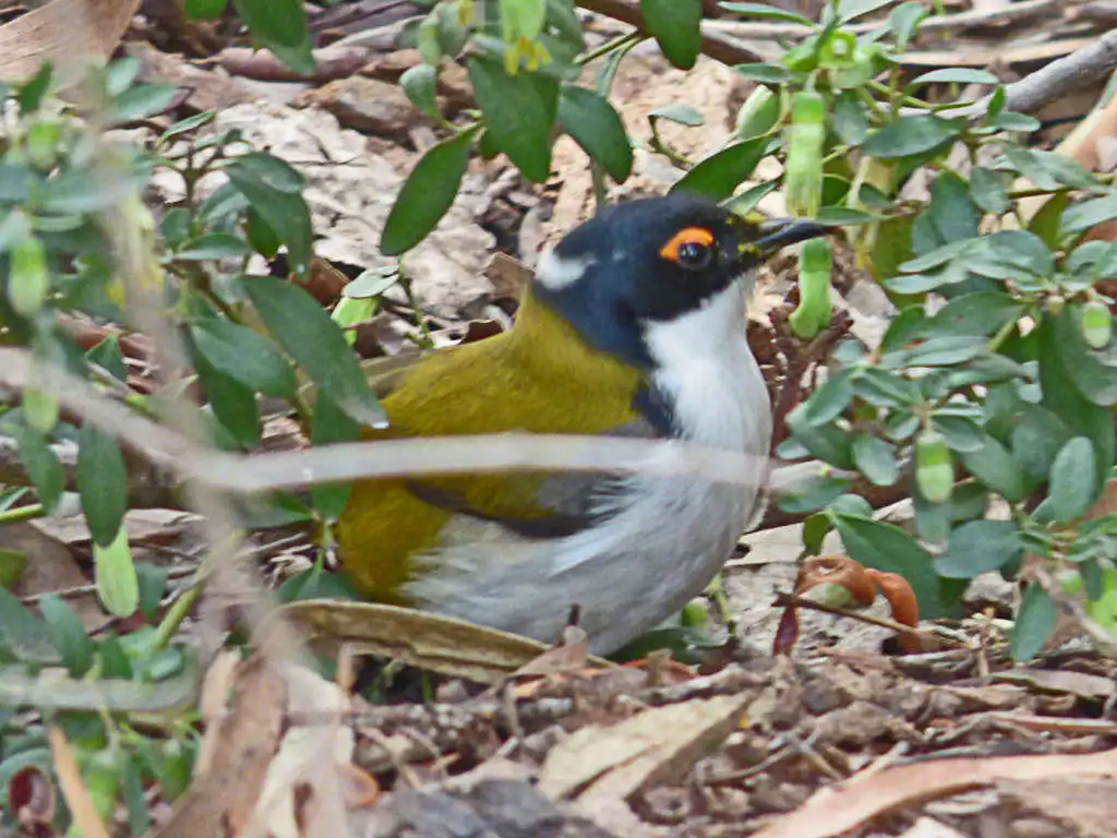 白颈抚蜜鸟(Melithreptus lunatus)