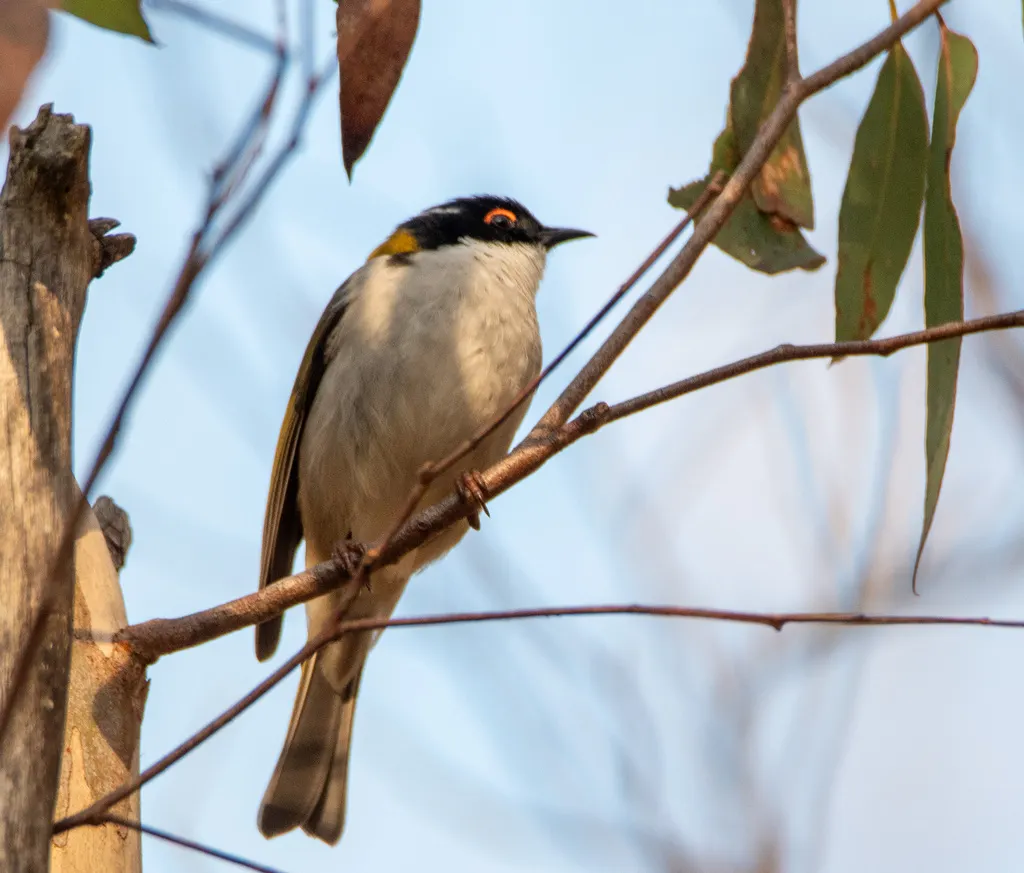 白颈抚蜜鸟(Melithreptus lunatus)