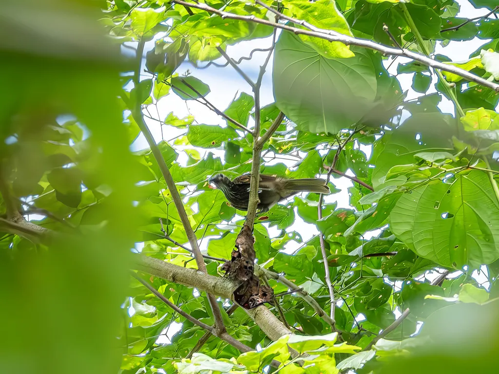 摩鹿加吮蜜鸟(Melitograis gilolensis)