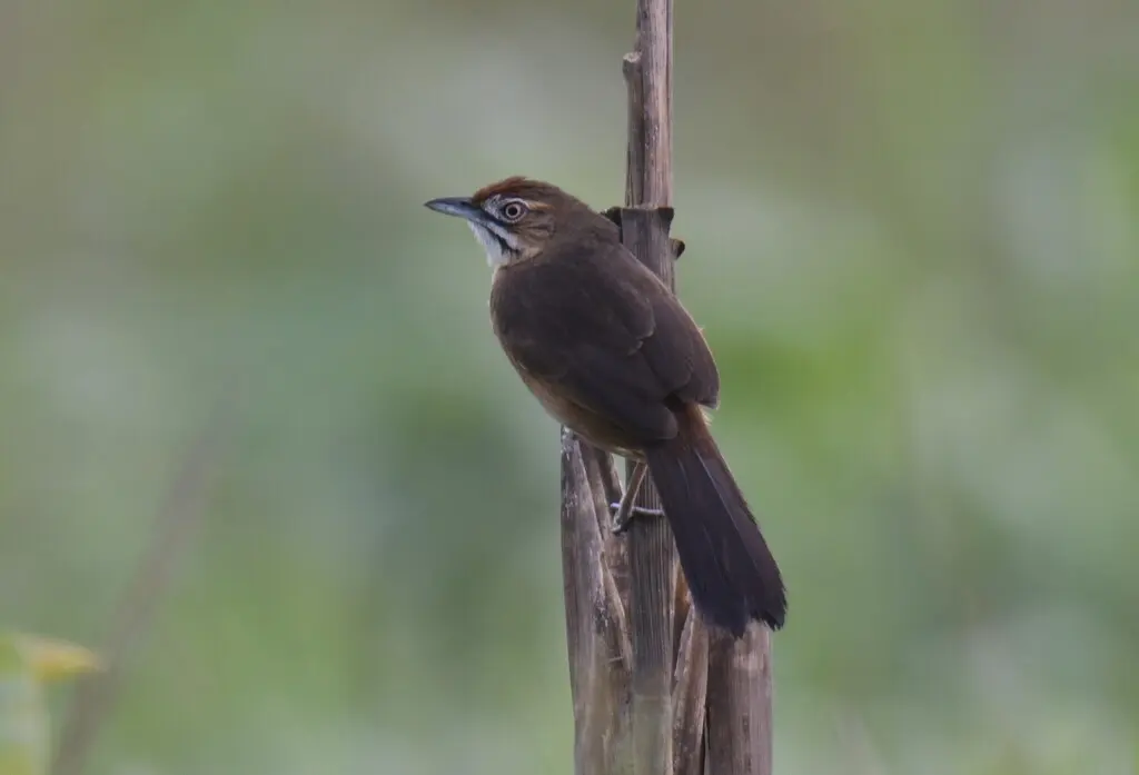 须薮莺(Melocichla mentalis)
